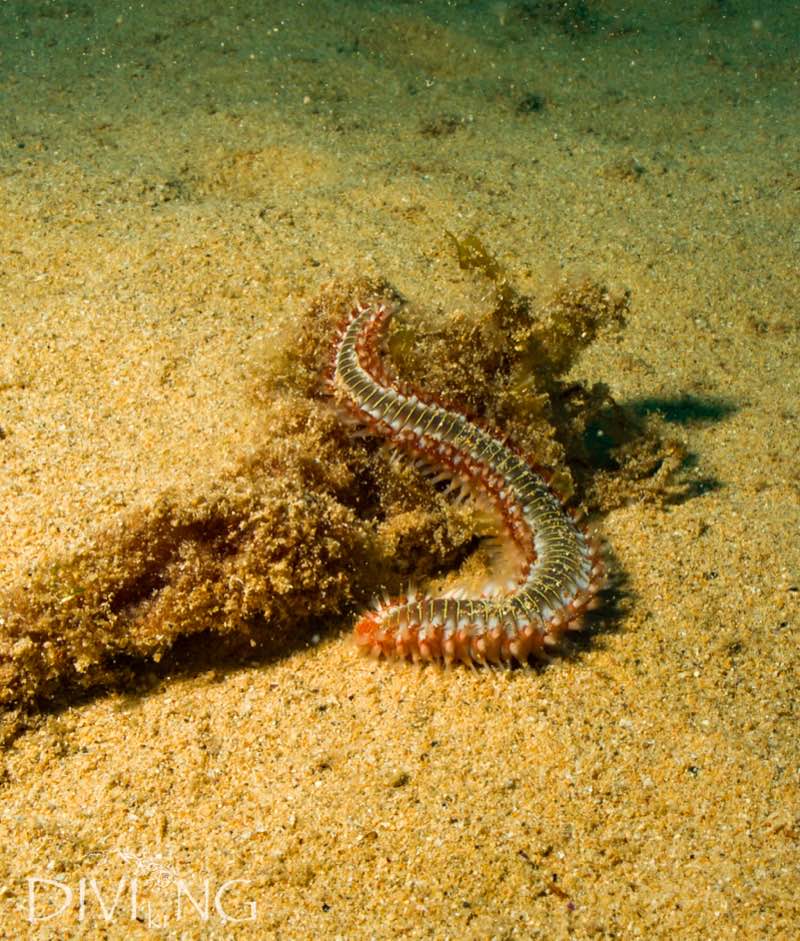 Bearded fireworm on HMS Maori wreck hull, Valletta