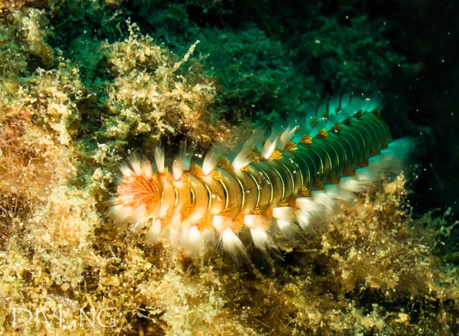 HMS Maori wreck, Valletta