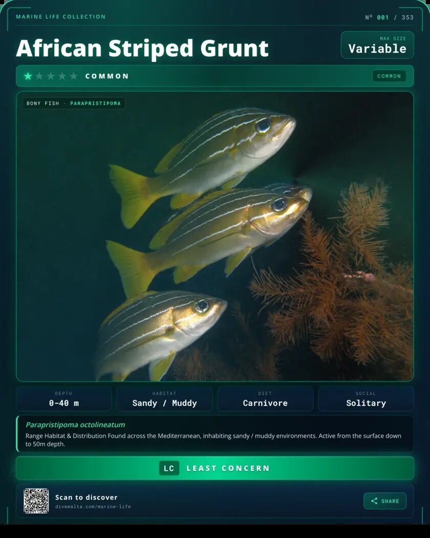 African Striped Grunt species card