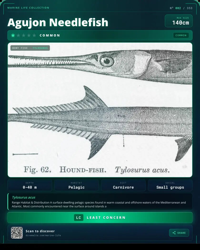 Agujon Needlefish species card