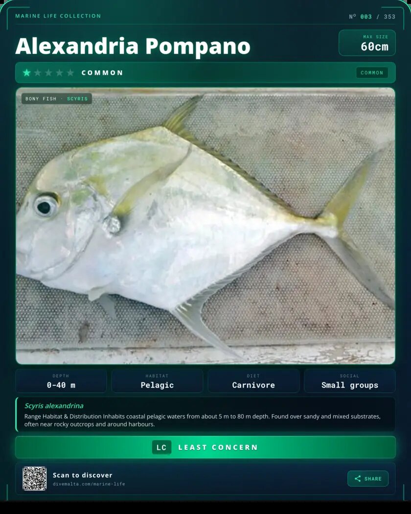 Alexandria Pompano species card