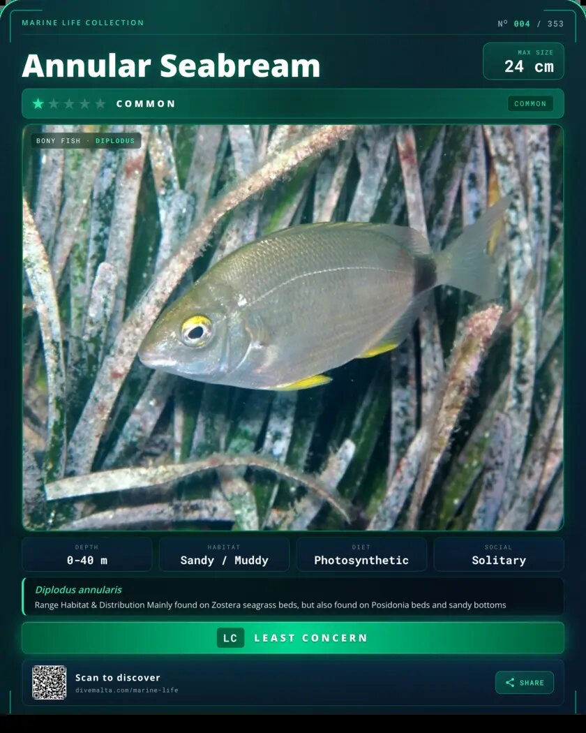 Annular Seabream species card