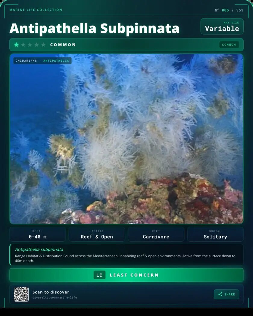 Antipathella Subpinnata species card