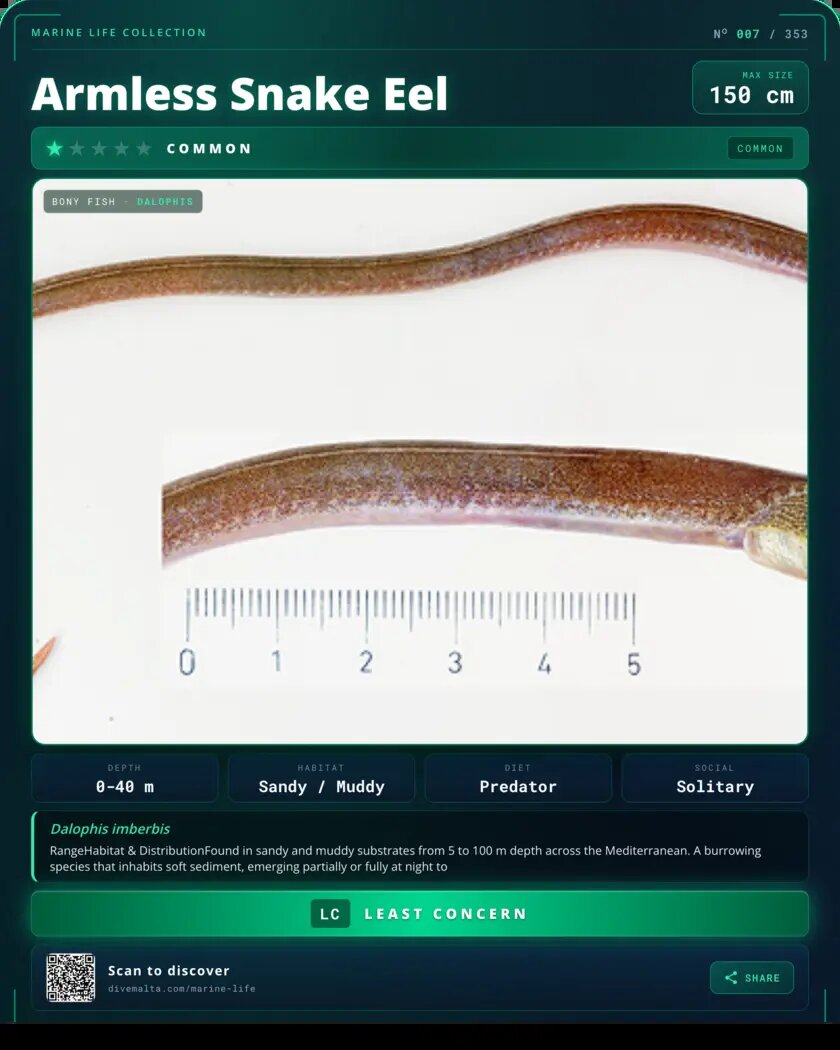 Armless Snake Eel species card