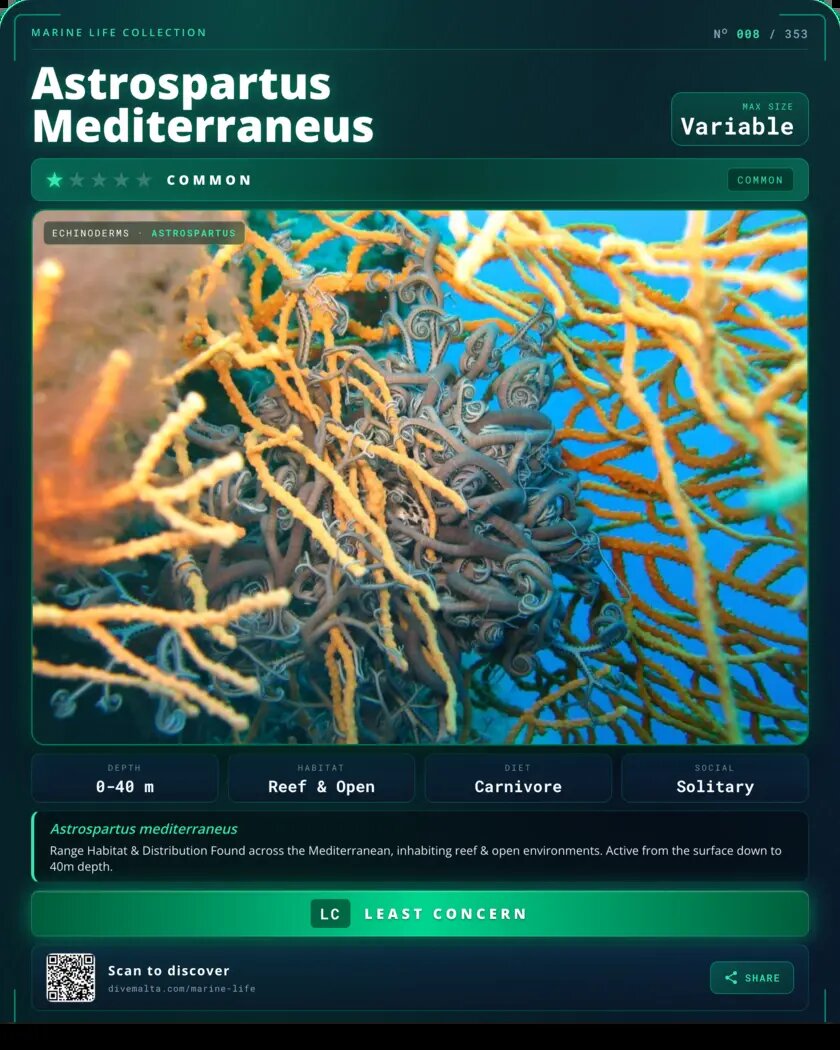 Astrospartus Mediterraneus species card