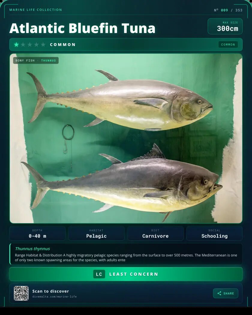 Atlantic Bluefin Tuna species card