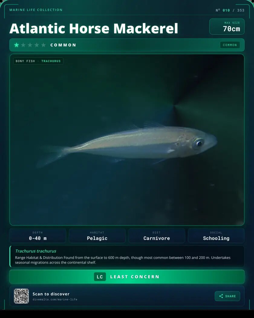 Atlantic Horse Mackerel species card