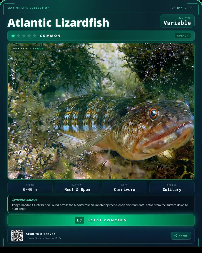 Atlantic Lizardfish species card