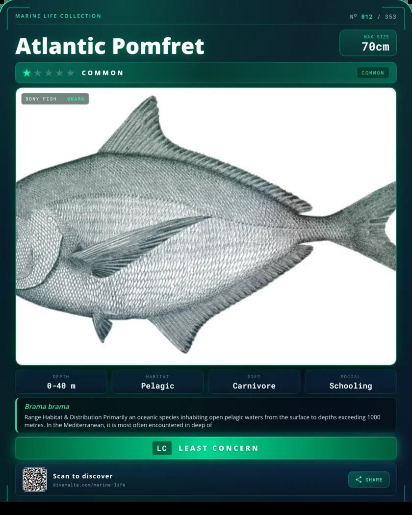 Atlantic Pomfret species card