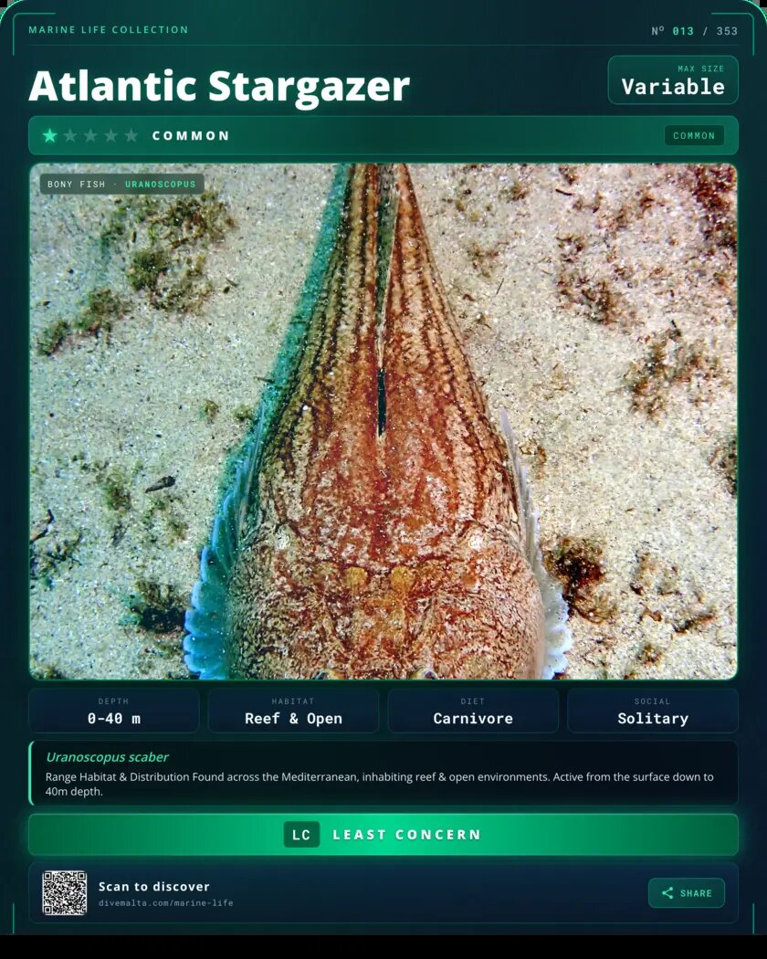 Atlantic Stargazer species card