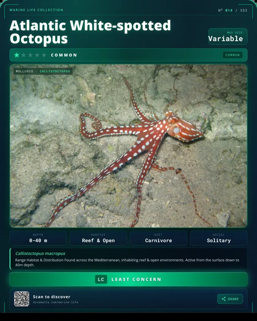 Atlantic White-spotted Octopus species card