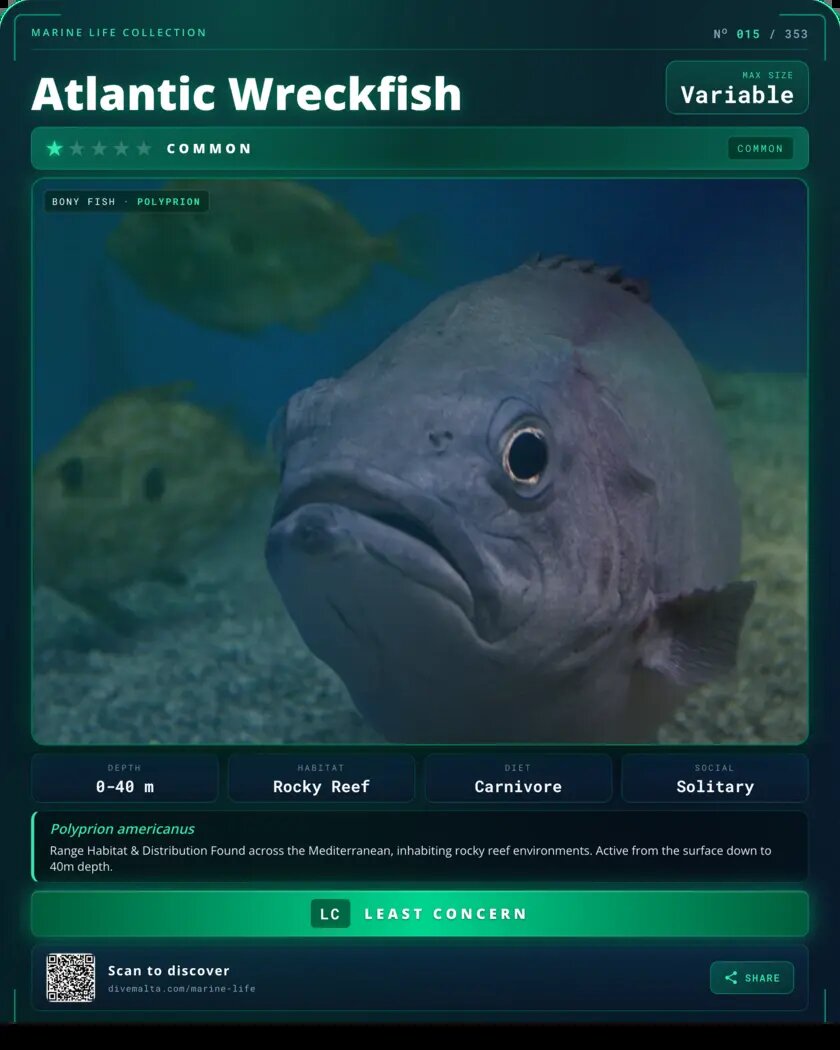 Atlantic Wreckfish species card