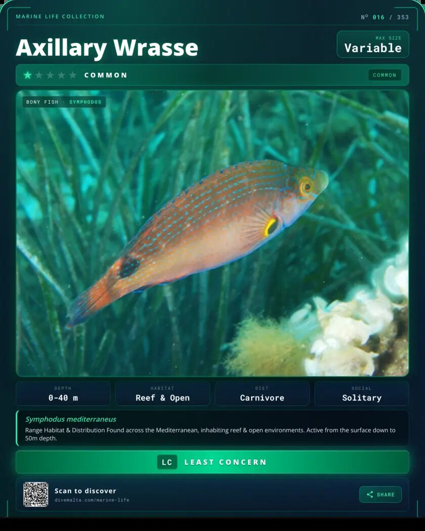 Axillary Wrasse species card