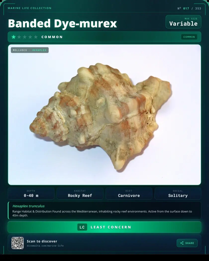 Banded Dye-murex species card