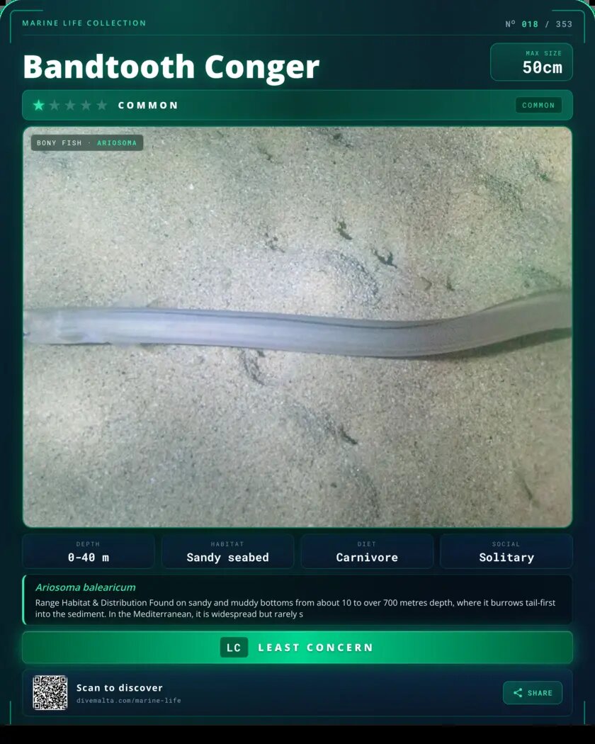 Bandtooth Conger species card