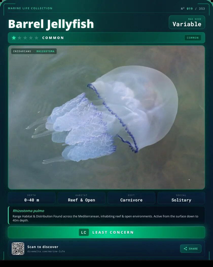 Barrel Jellyfish species card