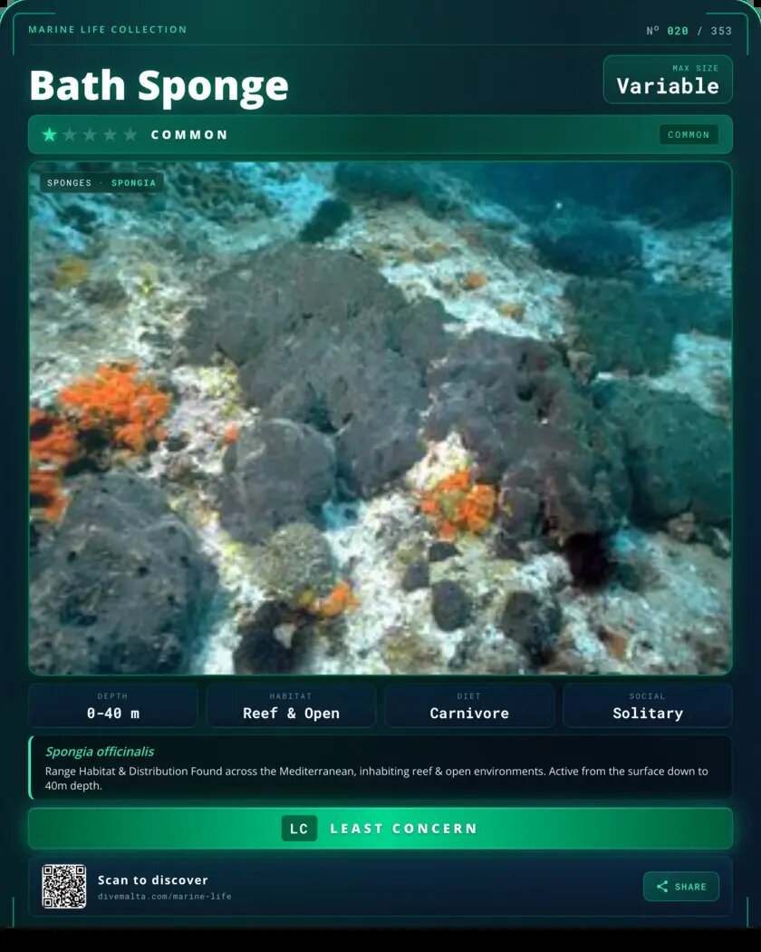 Bath Sponge species card