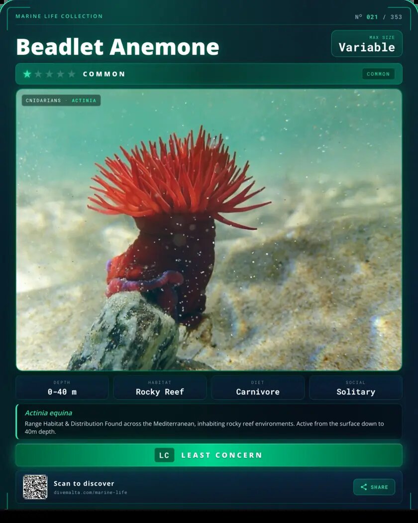 Beadlet Anemone species card