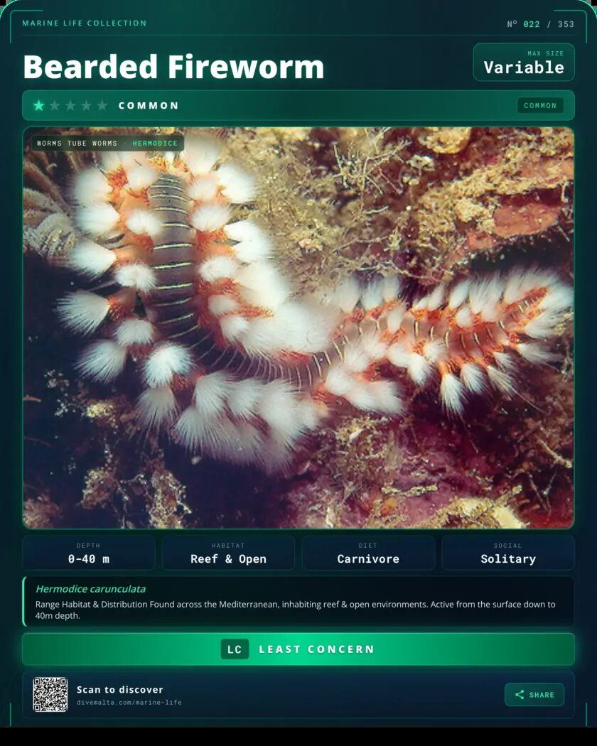 Bearded Fireworm species card