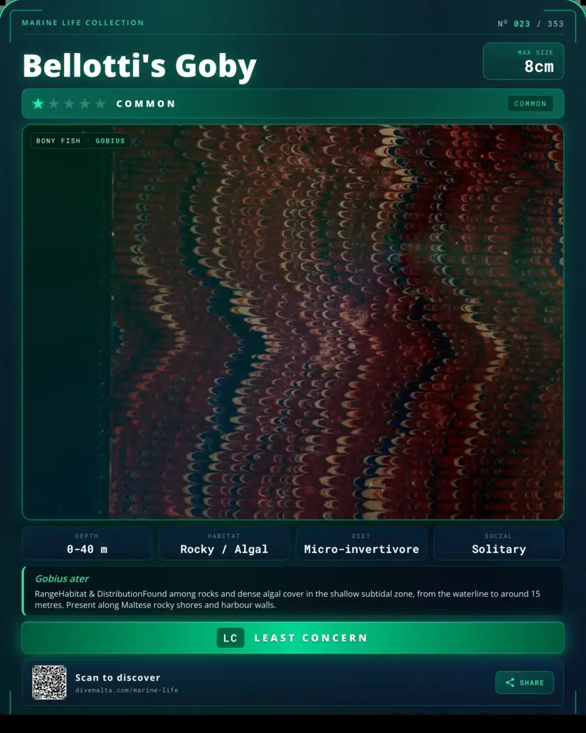 Bellotti's Goby species card