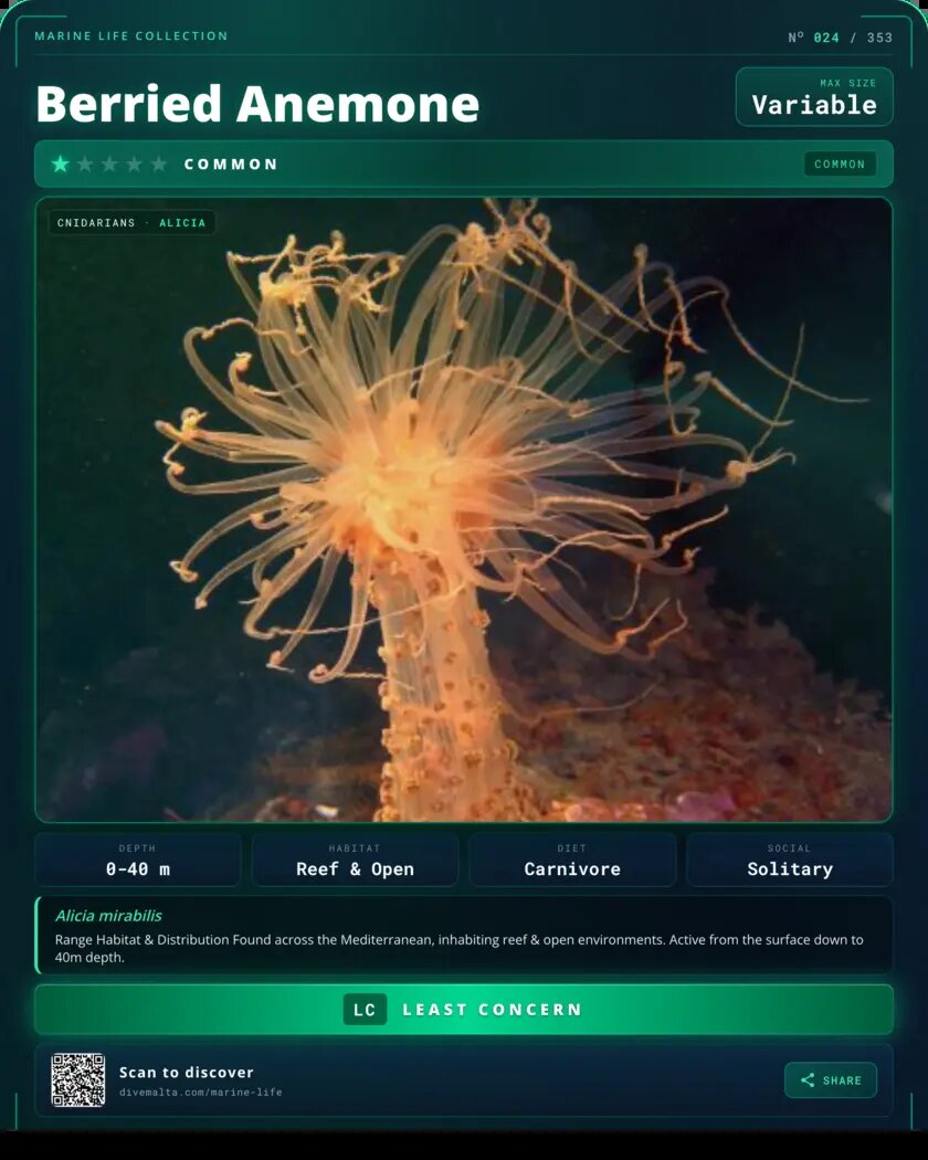 Berried Anemone species card