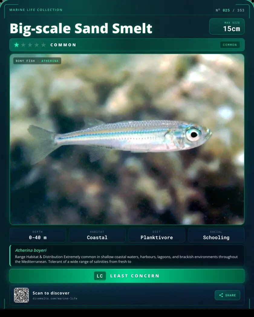 Big-scale Sand Smelt species card