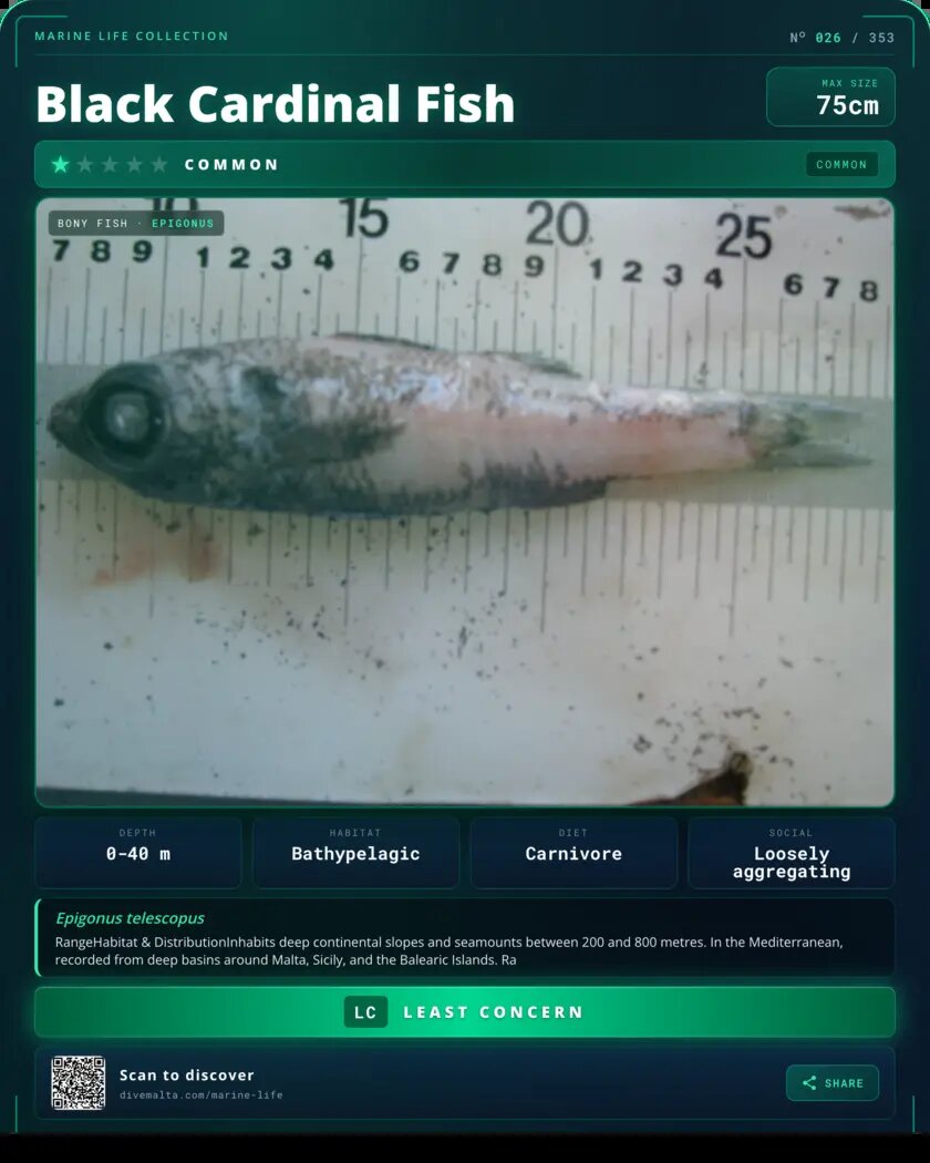 Black Cardinal Fish species card