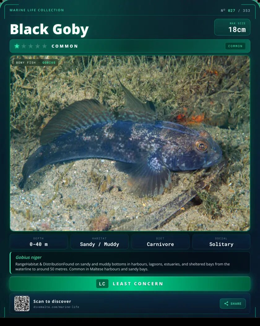 Black Goby species card