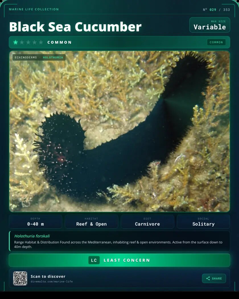 Black Sea Cucumber species card