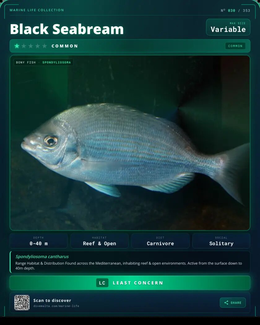 Black Seabream species card