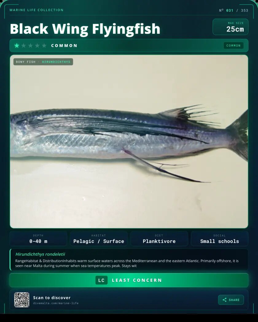 Black Wing Flyingfish species card