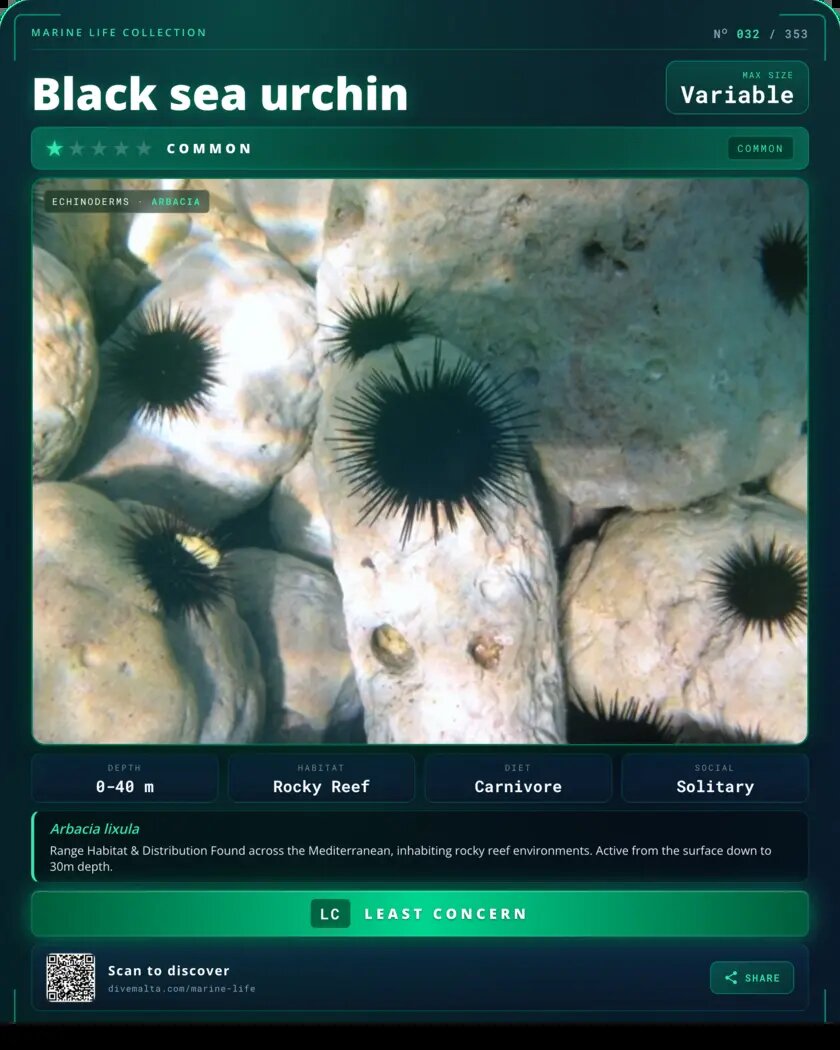 Black sea urchin species card