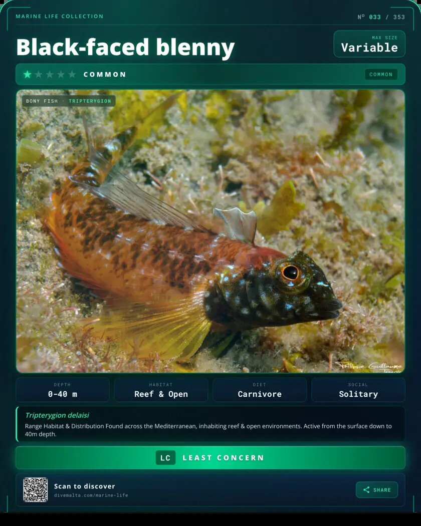 Black-faced blenny species card