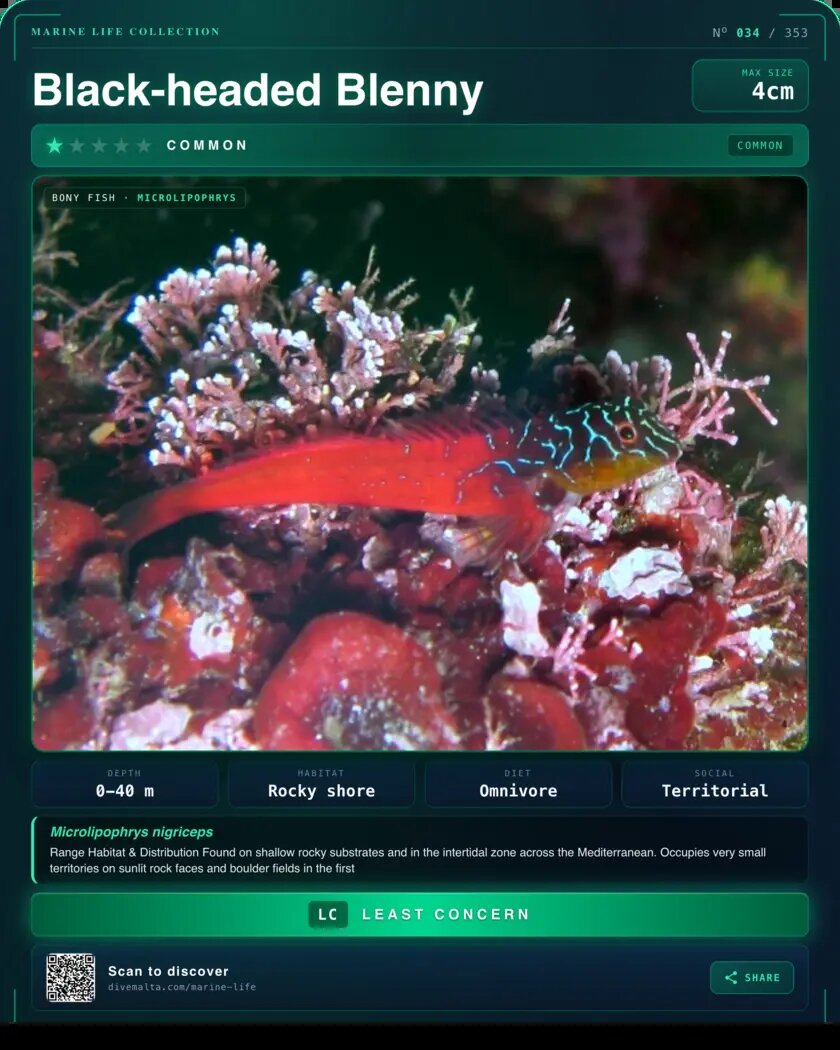 Black-headed Blenny species card