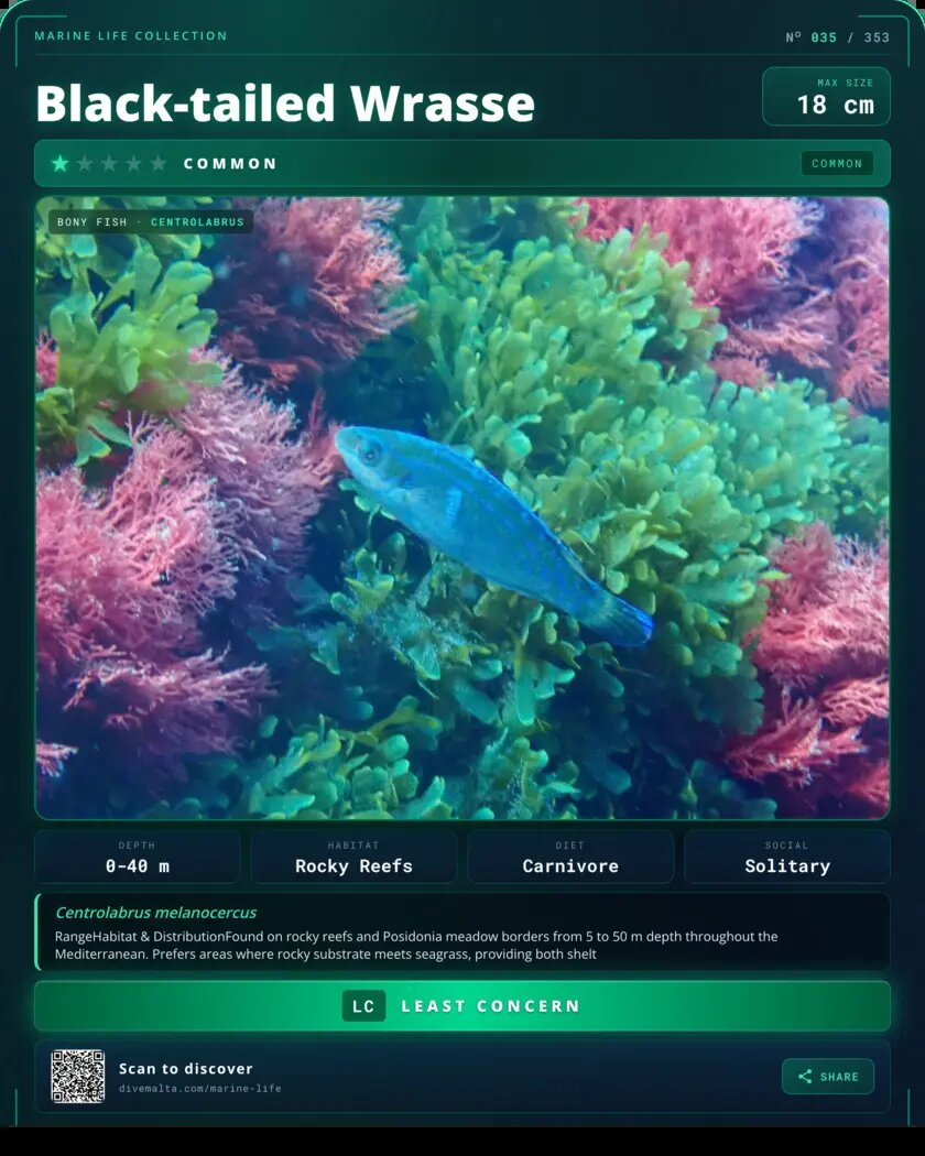 Black-tailed Wrasse species card
