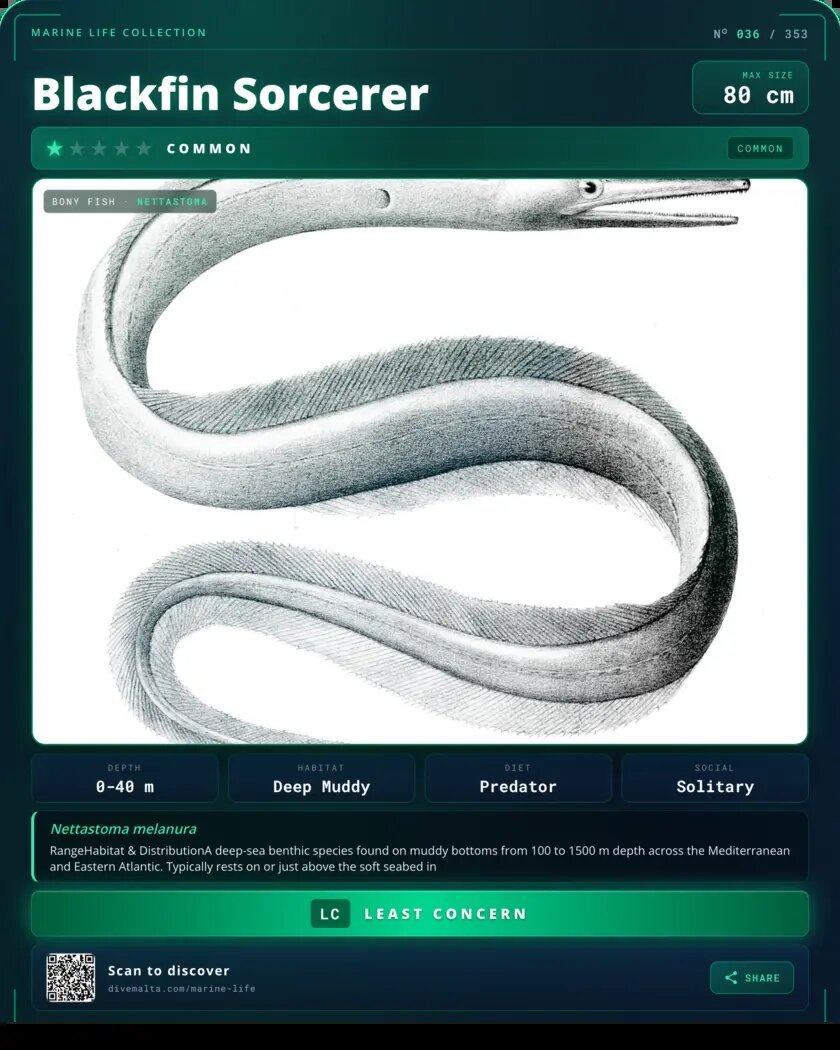 Blackfin Sorcerer species card