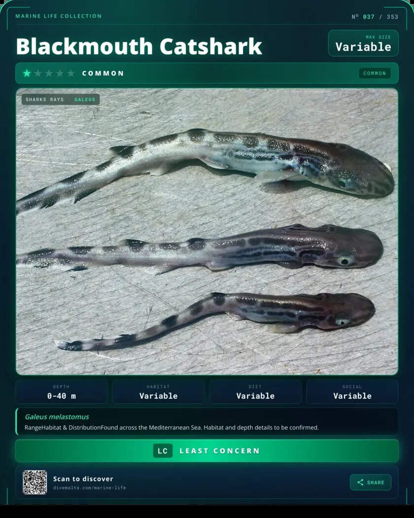 Blackmouth Catshark species card