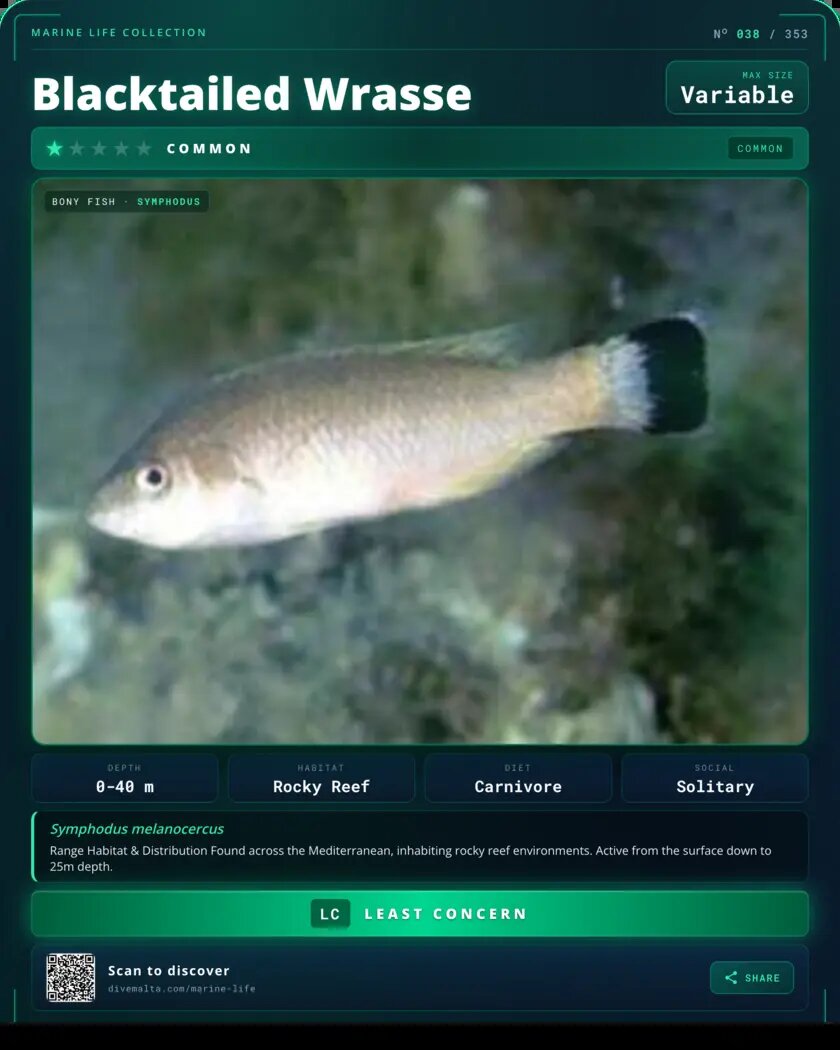 Blacktailed Wrasse species card