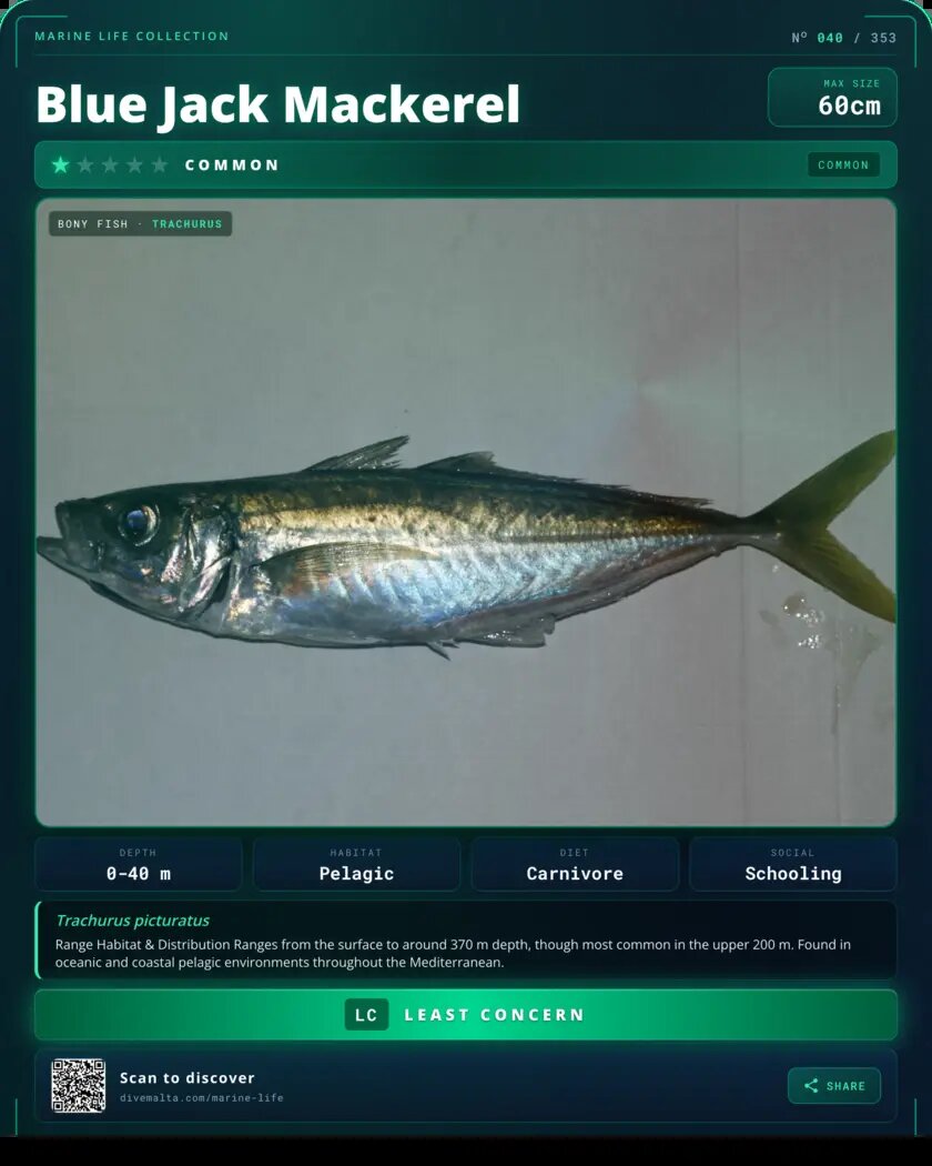 Blue Jack Mackerel species card