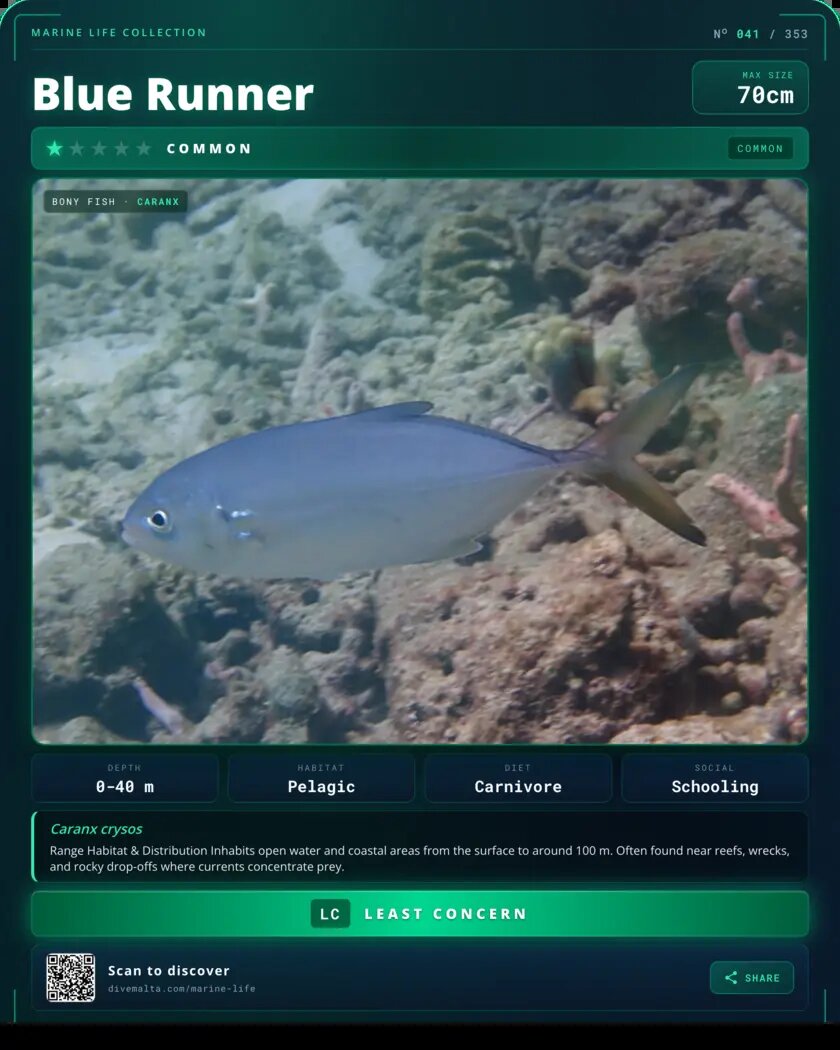 Blue Runner species card