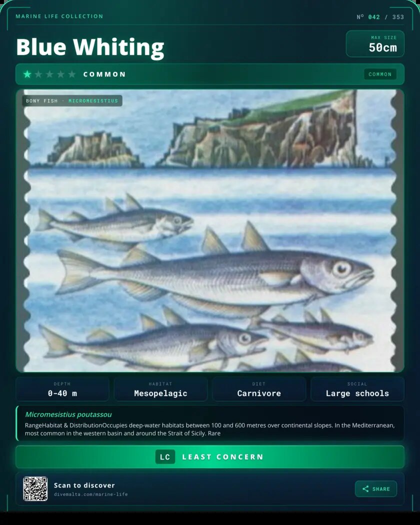 Blue Whiting species card