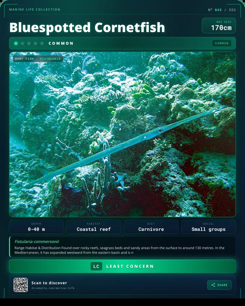 Bluespotted Cornetfish species card