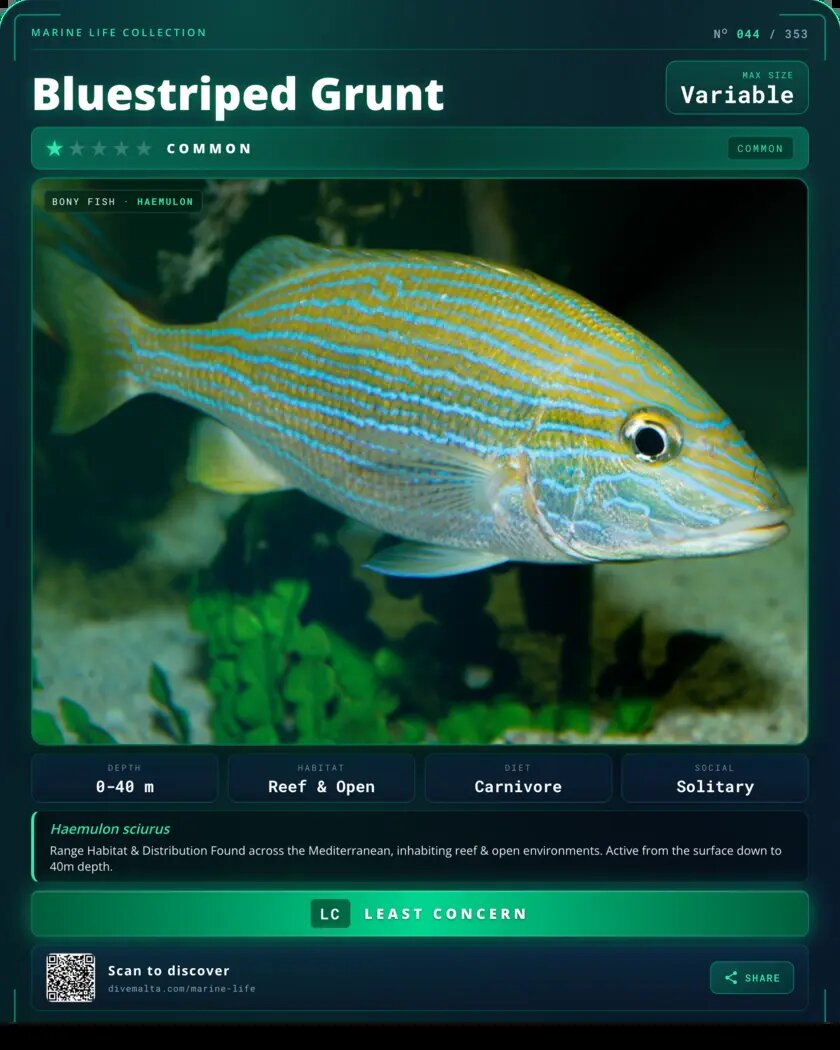 Bluestriped Grunt species card