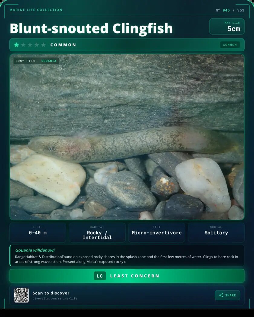 Blunt-snouted Clingfish species card