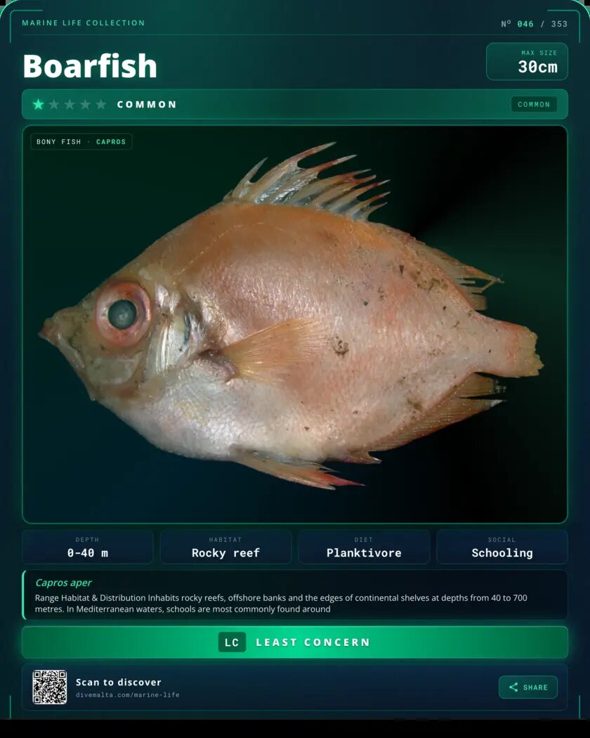 Boarfish species card