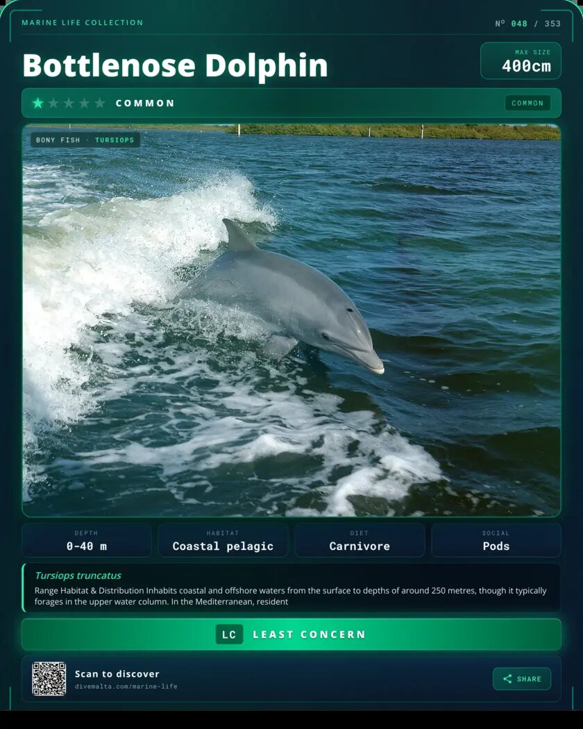 Bottlenose Dolphin species card