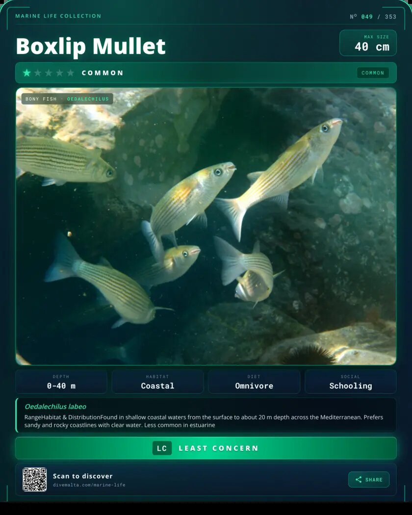 Boxlip Mullet species card