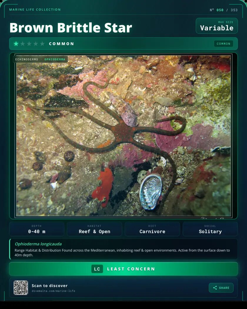 Brown Brittle Star species card