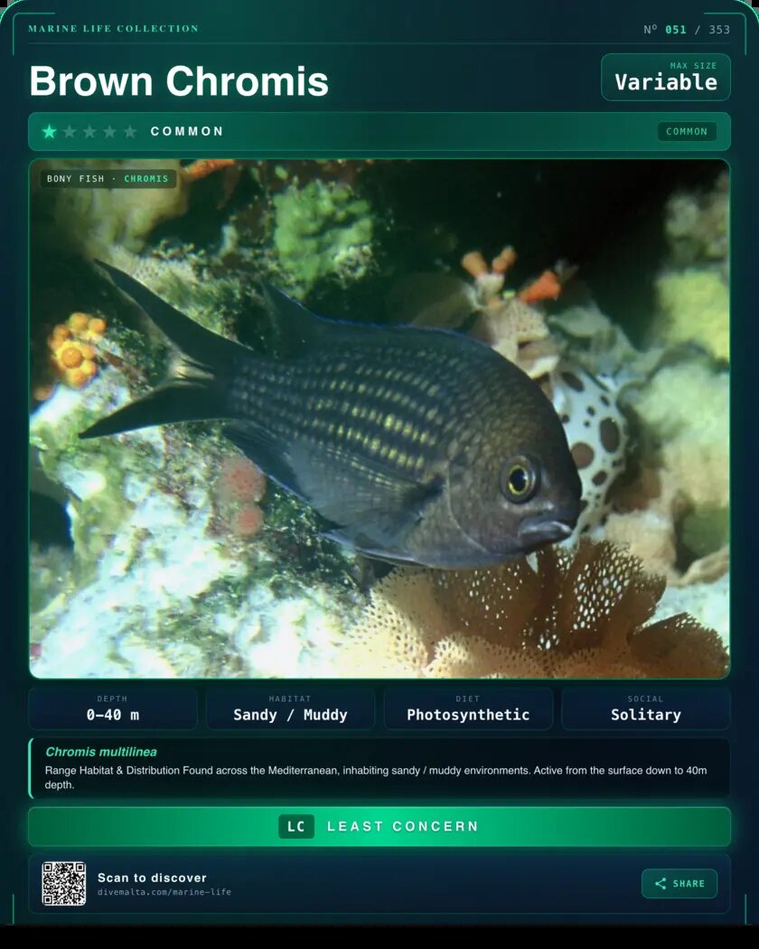 Brown Chromis species card