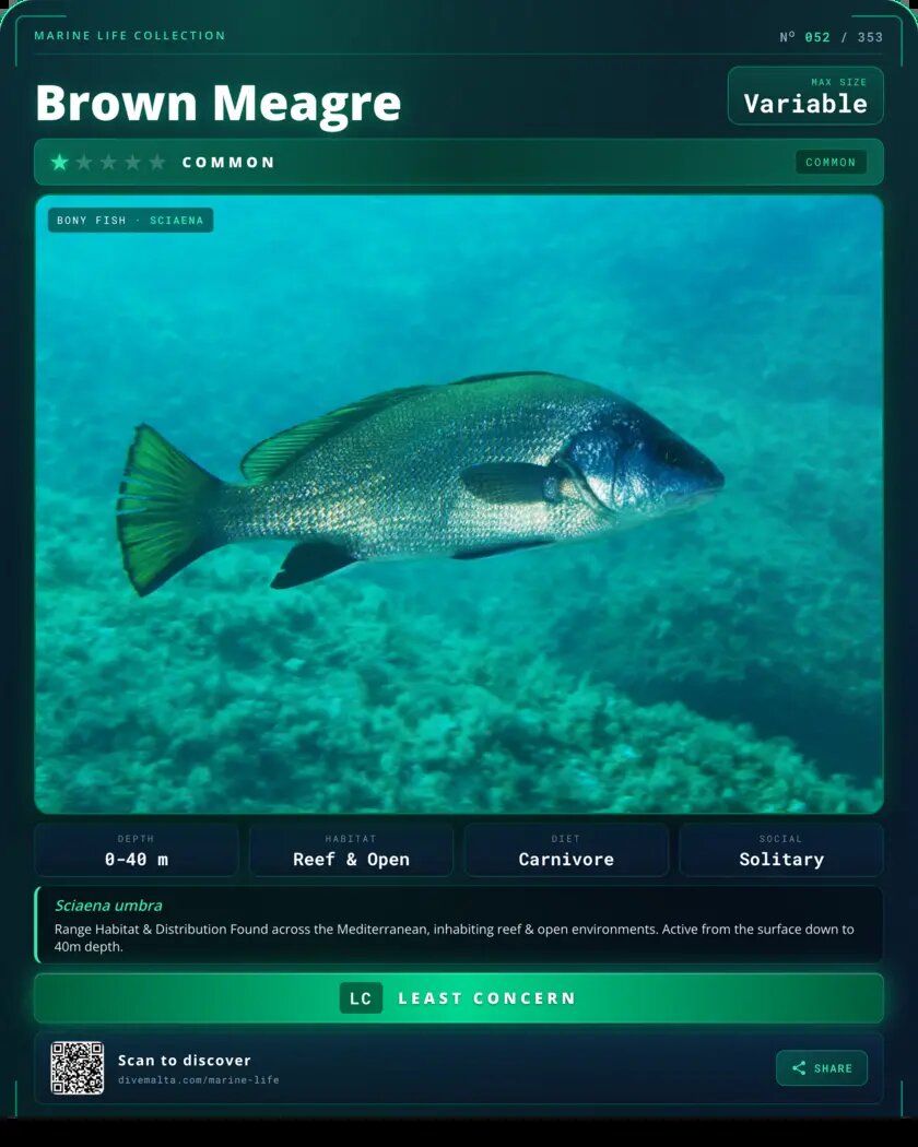 Brown Meagre species card